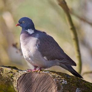 480px-Common_Wood_Pigeon