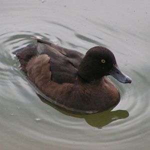 480px-Female_Tufted_Duck_800