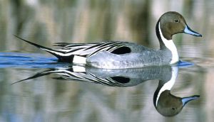 640px-Northern_Pintail