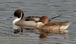 640px-Northern_Pintails_(Male_&_Female)_I_IMG_0911