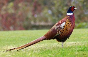 640px-Pheasant