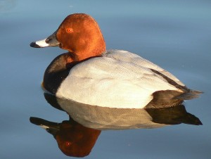 Male_pochard_reflection_in_evening